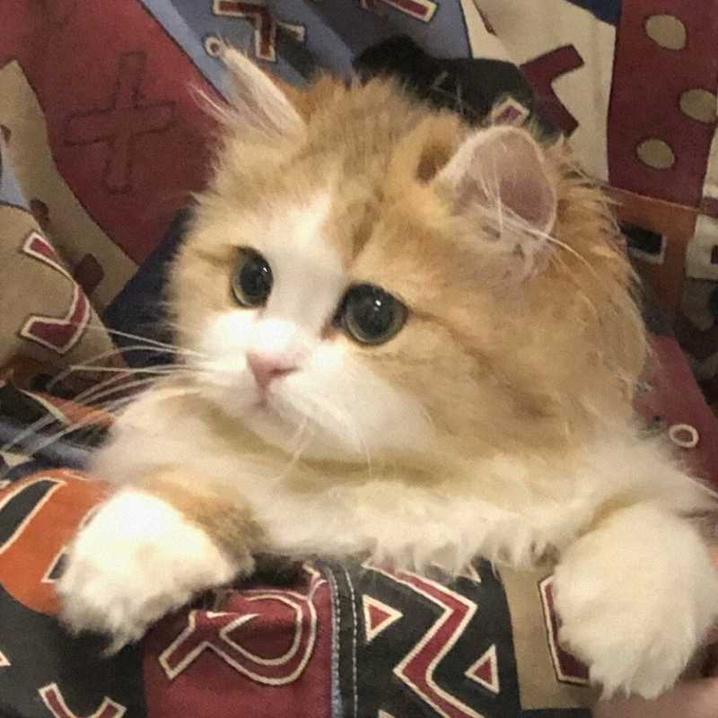 那些为猫咪倾注心血的日与夜：一位养猫人走过的弯路与最终的安心
