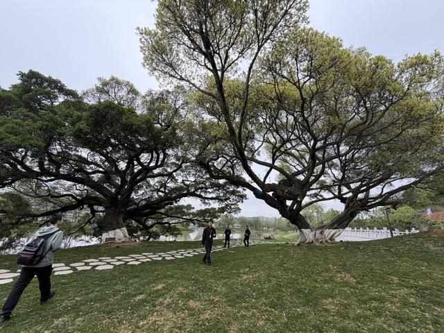  【技术解码】温州园博园设计逻辑：230公顷背后的六大工程突破 文化旅游 【技术解码】温州园博园设计逻辑：230公顷背后的六大工程突破 文化旅游