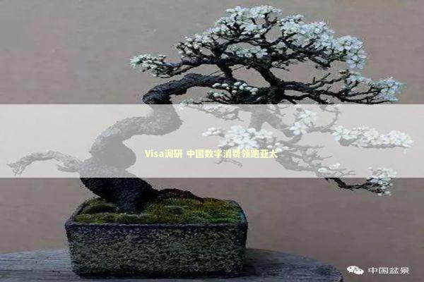 Visa调研 中国数字消费领跑亚太